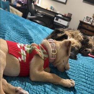 Geometric Knit Doggy Sweater